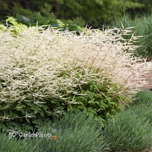 Aruncus 'Chantilly Lace' Goatsbeard