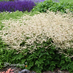 Aruncus 'Chantilly Lace' Goatsbeard