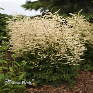 Aruncus 'Chantilly Lace' Goatsbeard