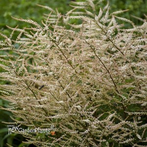 Aruncus 'Chantilly Lace' Goatsbeard