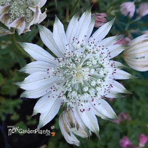 Astrantia ‘Sparkling Stars White’