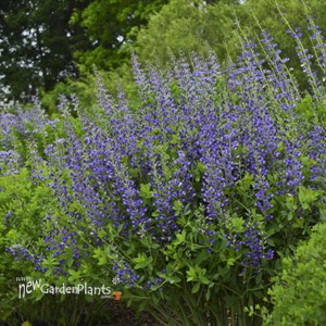 Baptisia 'Blueberry Sundae' DECADENCE Series
