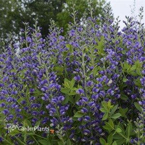 Baptisia 'Blueberry Sundae' DECADENCE Series