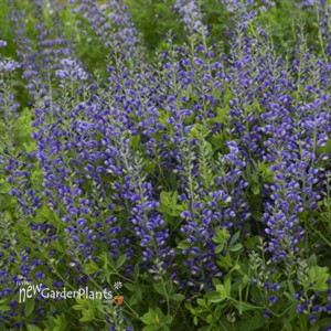Baptisia 'Blueberry Sundae' DECADENCE Series