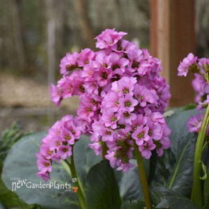 Bergenia 'Miss Piggy' PP32132 CPBRAF