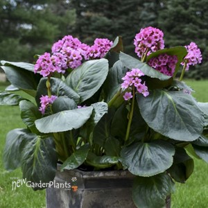Bergenia 'Miss Piggy' PP32132 CPBRAF