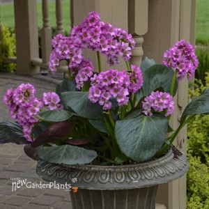 Bergenia 'Miss Piggy' PP32132 CPBRAF