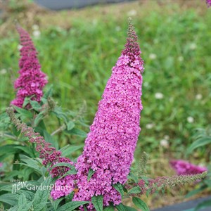 PUGSTER PINKER Butterfly bush Buddleia