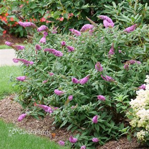 PUGSTER PINKER Butterfly bush Buddleia