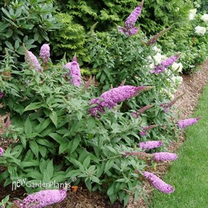 PUGSTER PINKER Butterfly bush Buddleia