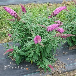 PUGSTER PINKER Butterfly bush Buddleia