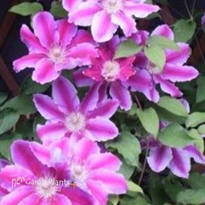 Clematis 'Bees Jubilee'