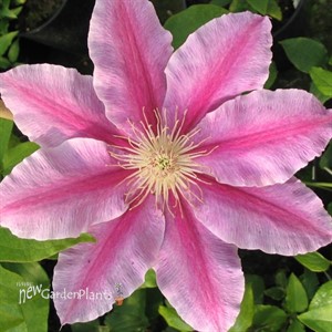 Clematis 'Bees Jubilee'