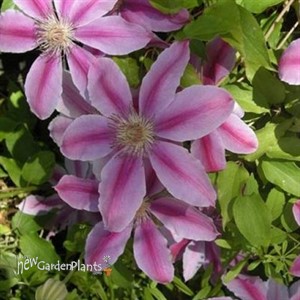 Clematis 'Bees Jubilee'