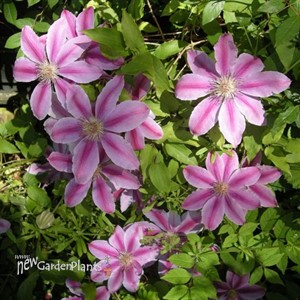 Clematis 'Bees Jubilee'