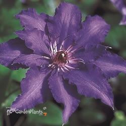 Blue Climador Clematis