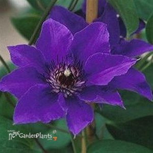 Blue Climador Clematis