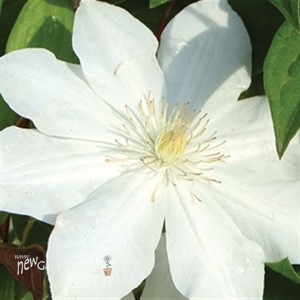 Clematis 'Candida'