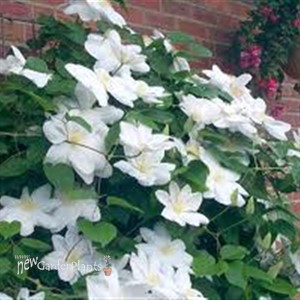 Clematis 'Candida'