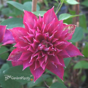 Clematis 'Fireflame'