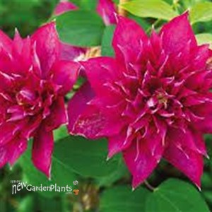 Clematis 'Fireflame'