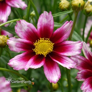 Coreopsis LI'L BANG Series 'Starstruck'