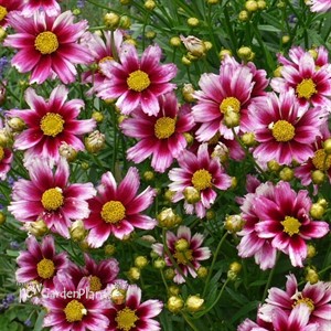 Coreopsis LI'L BANG Series 'Starstruck'