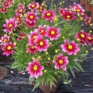 Coreopsis LI'L BANG Series 'Starstruck'
