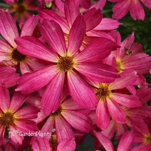 Coreopsis 'Sweet Tart'