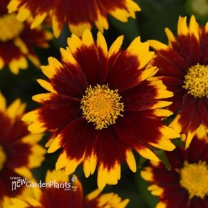 Coreopsis UpTick Red
