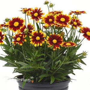 Coreopsis UpTick Red