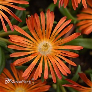 Delosperma Ocean Sunset Orange Vibe