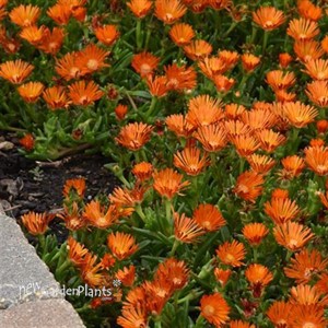 Delosperma Ocean Sunset Orange Vibe