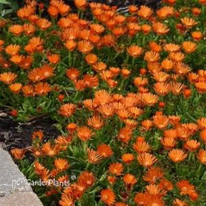 Delosperma Ocean Sunset Orange Vibe