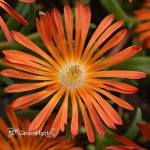 Delosperma Ocean Sunset Orange Vibe