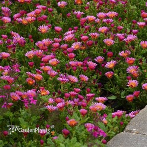 Delosperma hybrid Ocean Sunset™ Orange Glow