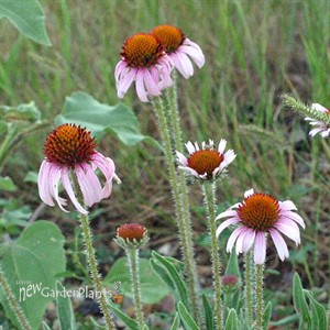 Echinacea angustifolia