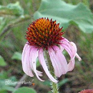 Echinacea angustifolia