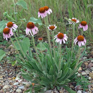 Echinacea angustifolia