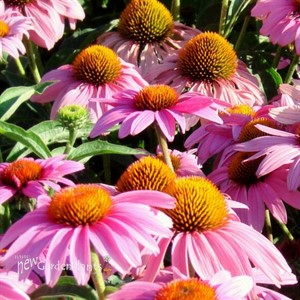 'Feeling Pink' Coneflower