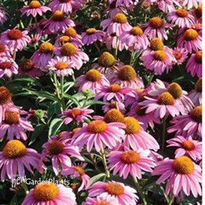 'Feeling Pink' Coneflower