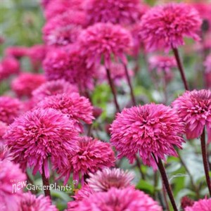 Echinacea Lovely Lolly Coneflower