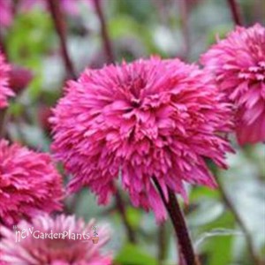 Echinacea Lovely Lolly Coneflower