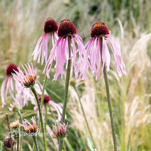 Echinacea pallida