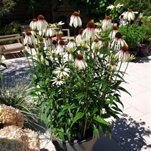Echinacea 'Pretty Parasols'