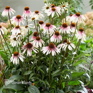 Echinacea 'Pretty Parasols'