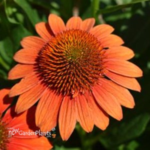 Echinacea Sombrero Fiesta Orange