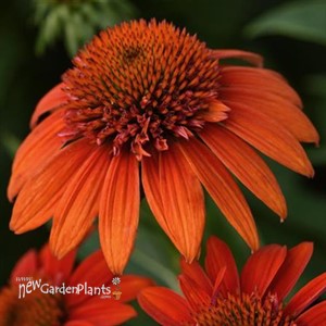Echinacea Sombrero Fiesta Orange