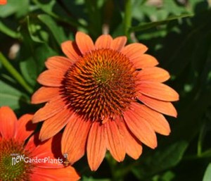 Echinacea Sombrero Fiesta Orange
