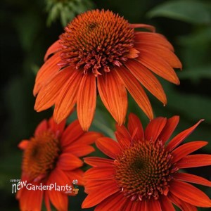 Echinacea Sombrero Fiesta Orange